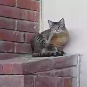 lost female cat advenchi